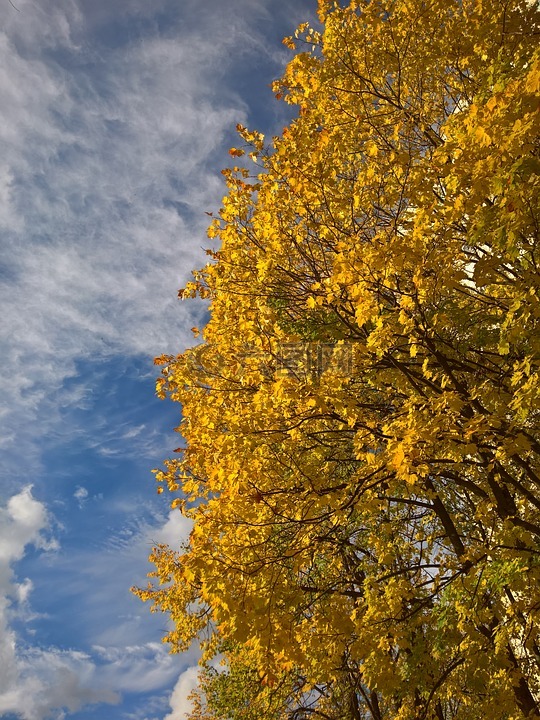 金色的秋天,黄色叶子,天空