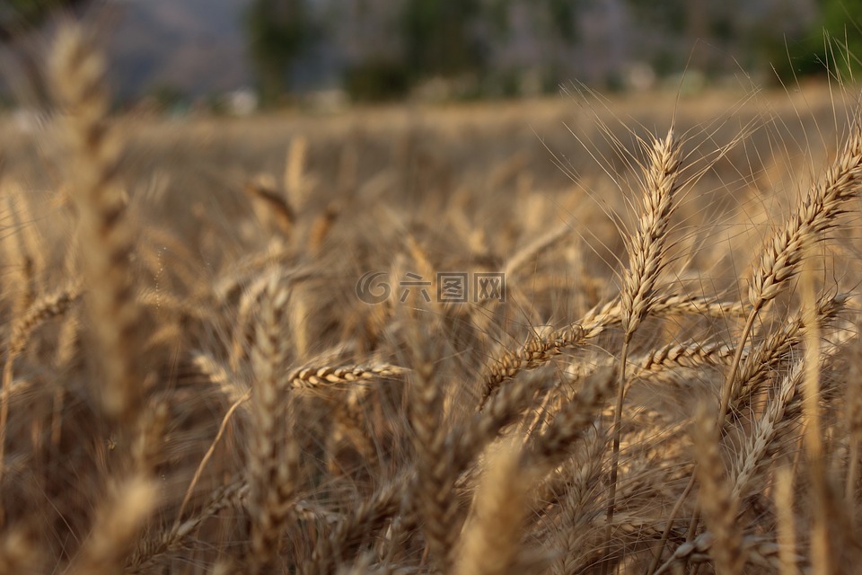 小麦,作物,谷类