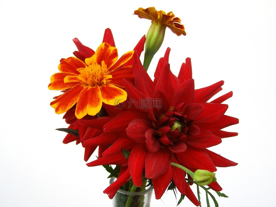 红色花,花束,作为留置权
