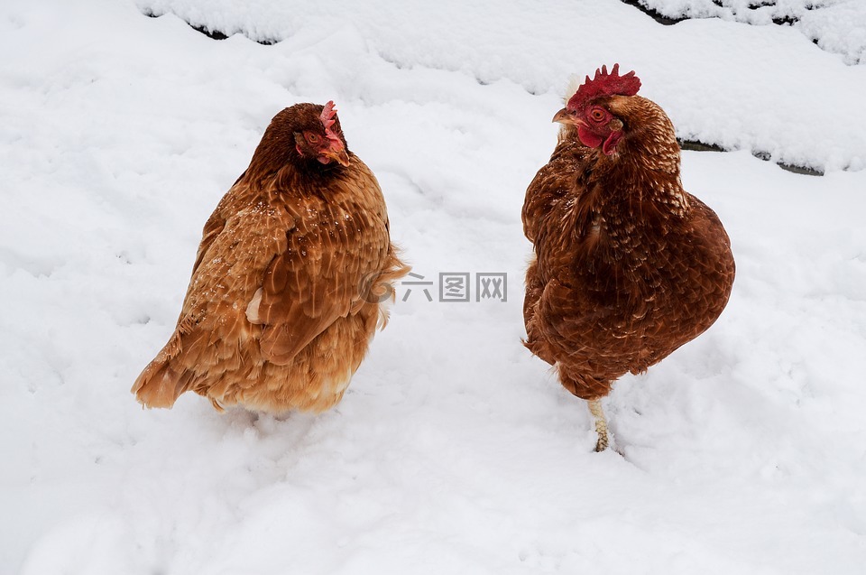 鸡,雪,冬天