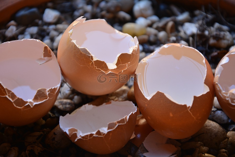 破裂的蛋,钙,贝壳
