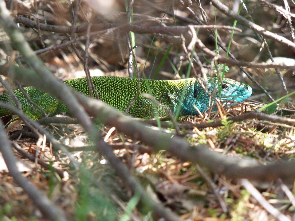 绿色蜥蜴,拉塞尔达绿色,男性