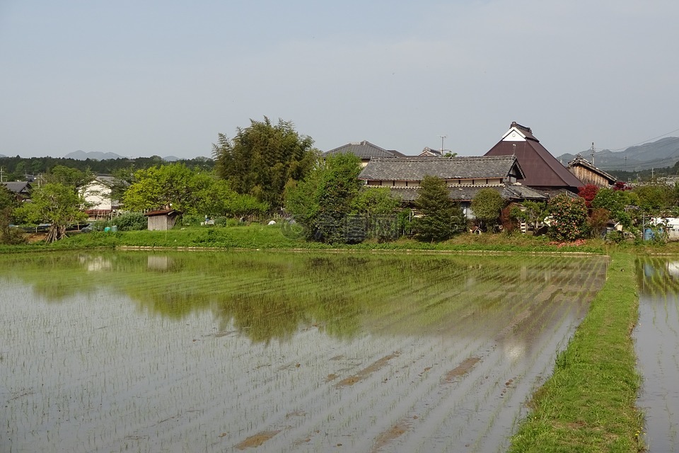 早夏季风景,乡村,稻田
