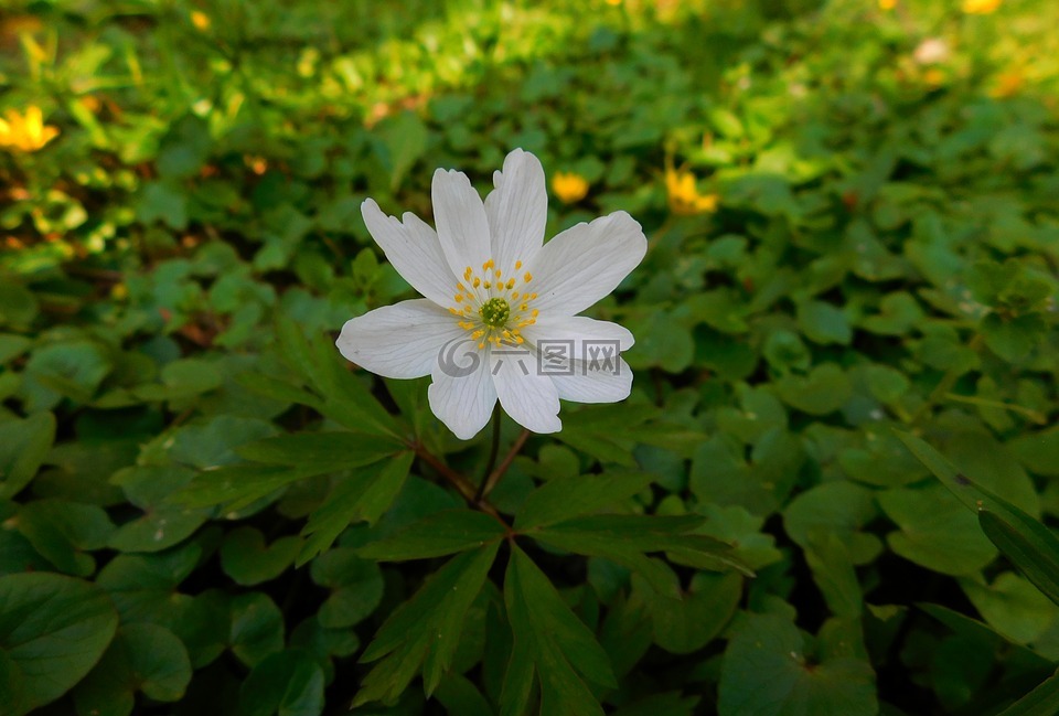 木海葵,花粉,小花