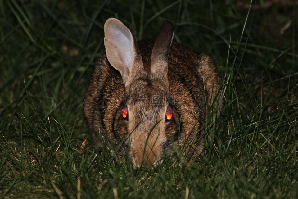 兔,兔子,邪恶