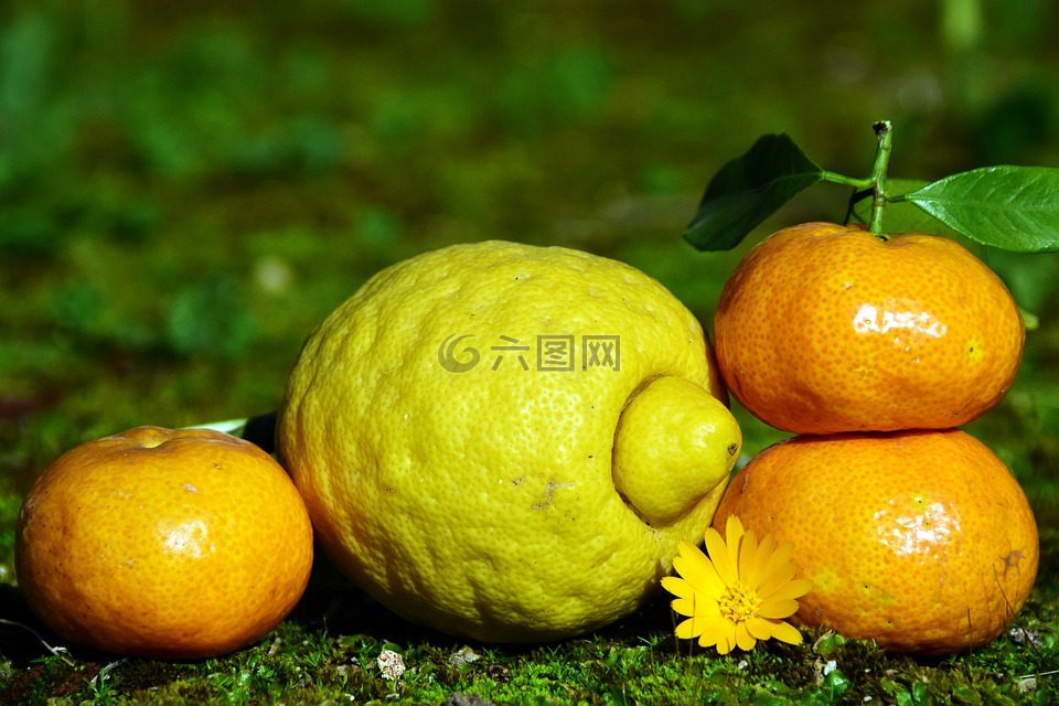 柑橘类水果,柠檬,普通话