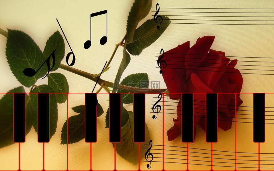 玫瑰,钢琴,钢琴键