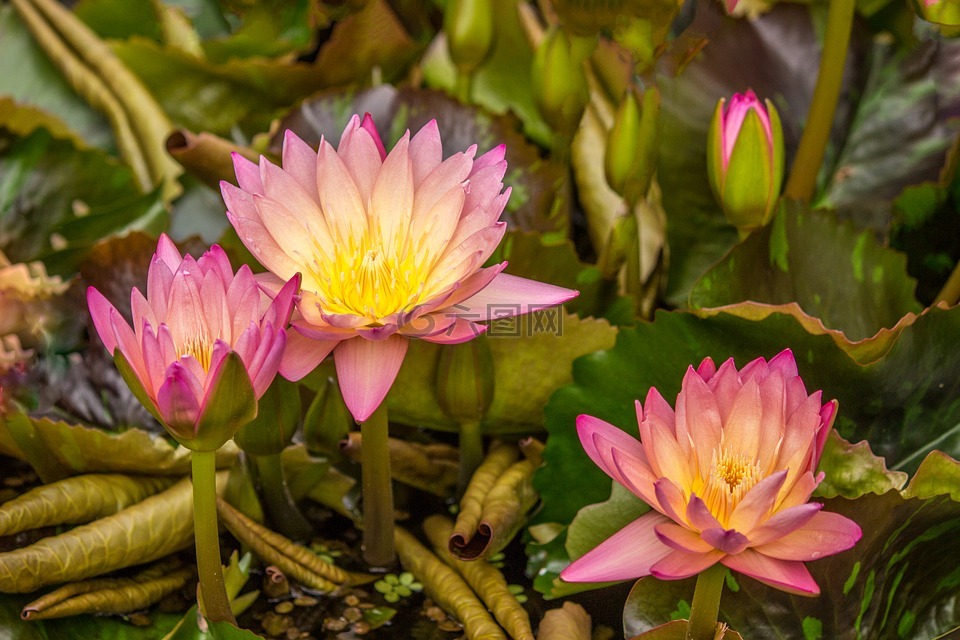 莲花,水生植物,玫瑰水