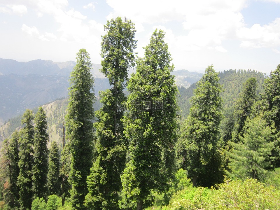 巴基斯坦,自然,森林