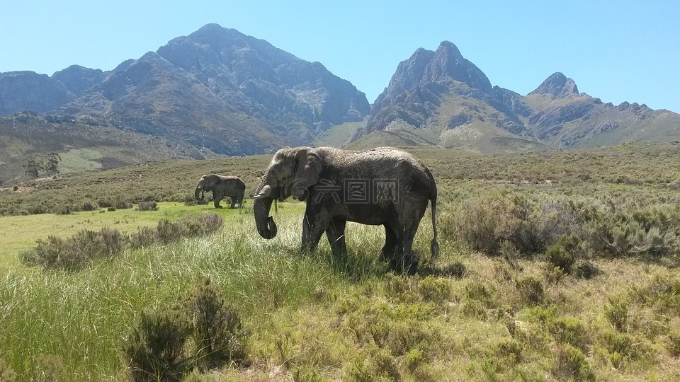 象,南非,最大的动物
