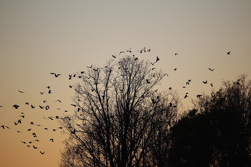鸟类,群,飞的鸟
