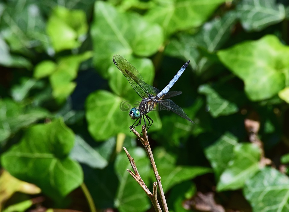 蓝蜻蜓,蜻蜓,昆虫