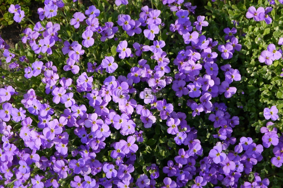 紫色的小花,鲜花,草地