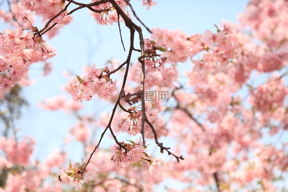 樱花,春天,风景