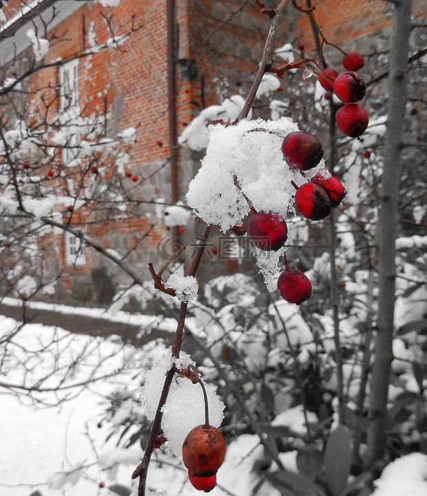 冬天,冬季魔术,浆果红