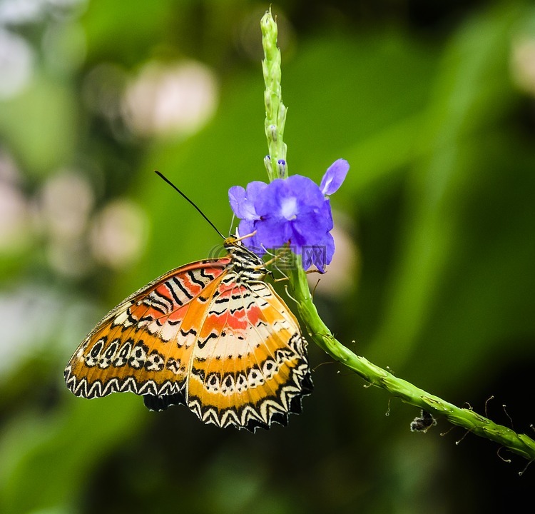 蝴蝶,美丽,昆虫