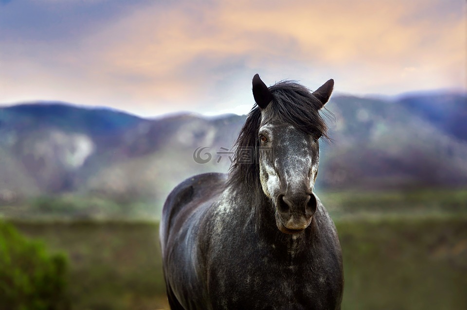 马,动物,新墨西哥州