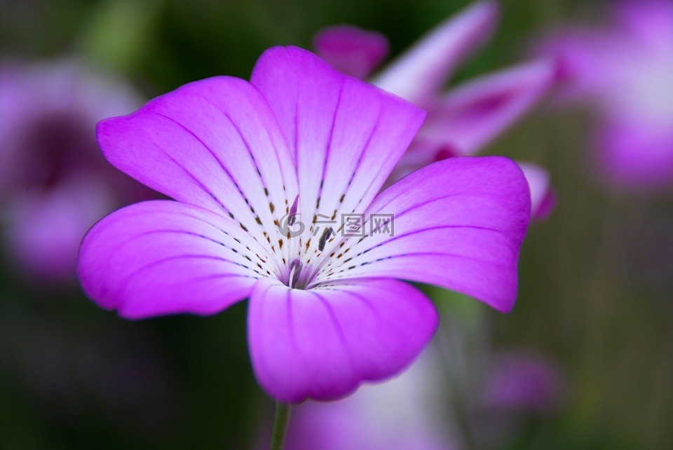 花,紫罗兰色,花的