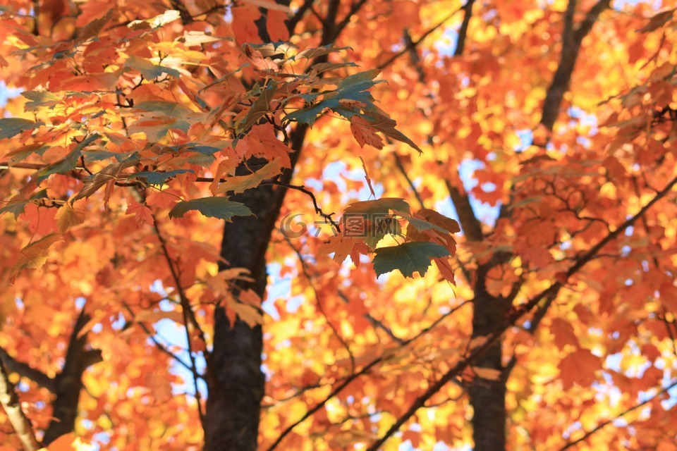 秋季,硬木,瑞典