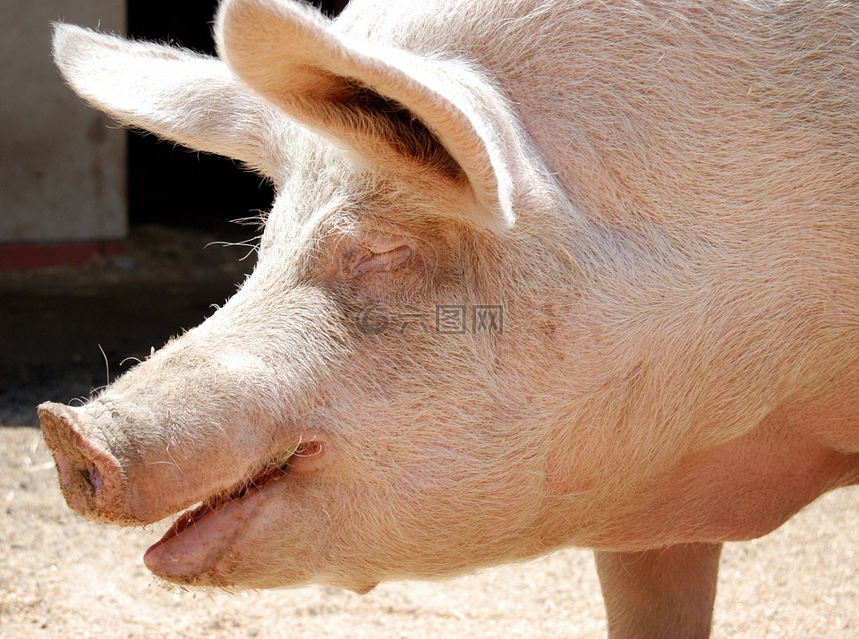 微笑的小猪,从屠宰保存,她喜欢在农场她的生活