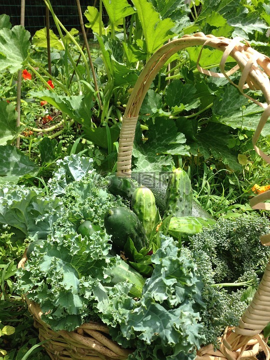 花园,蔬菜,干净的饮食