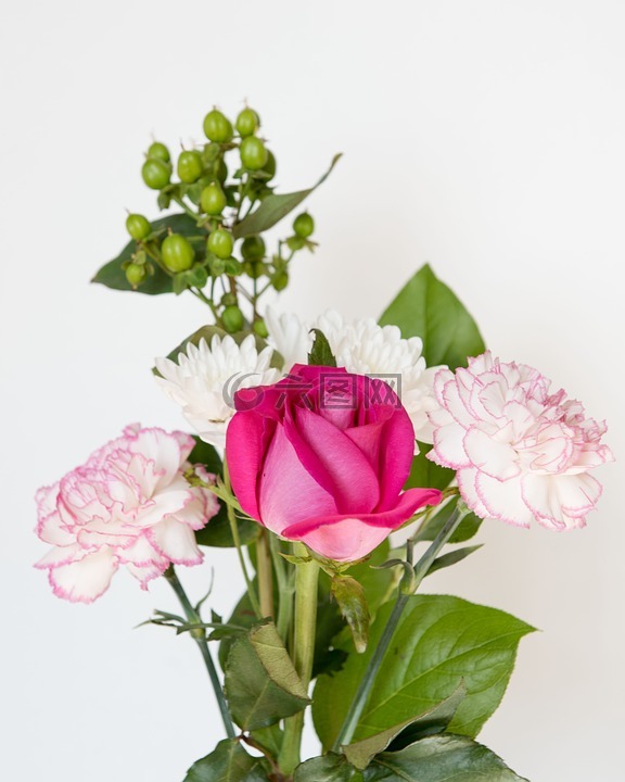 粉红玫瑰,花,白色背景