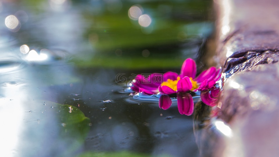 花朵,水池,微距