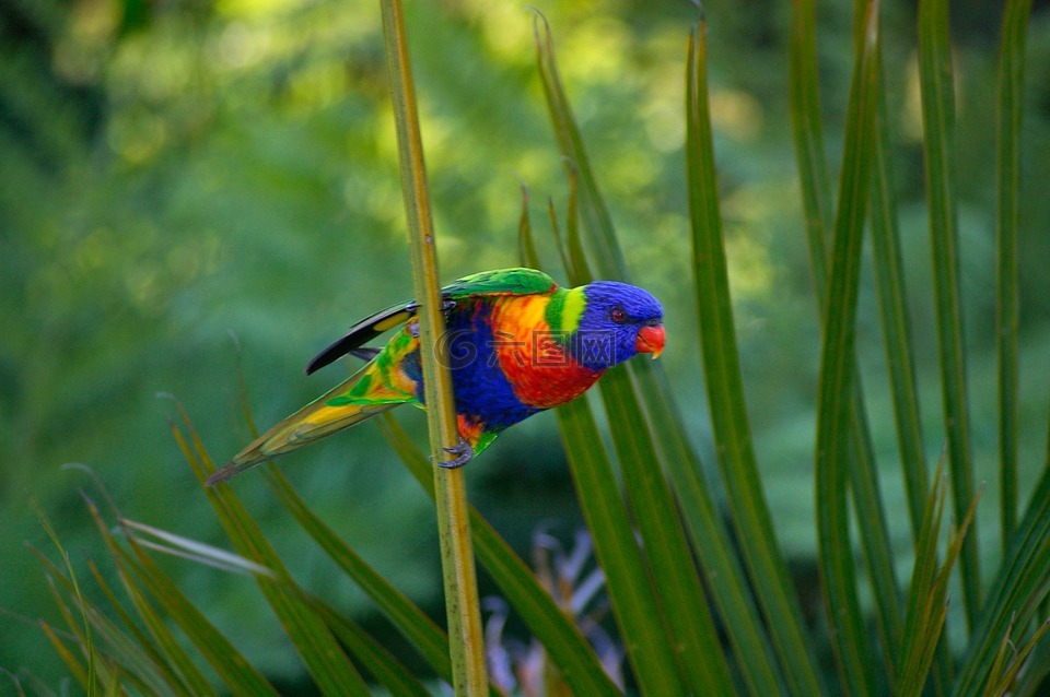 彩虹澳洲鹦鹉,鹦鹉,澳洲鹦鹉