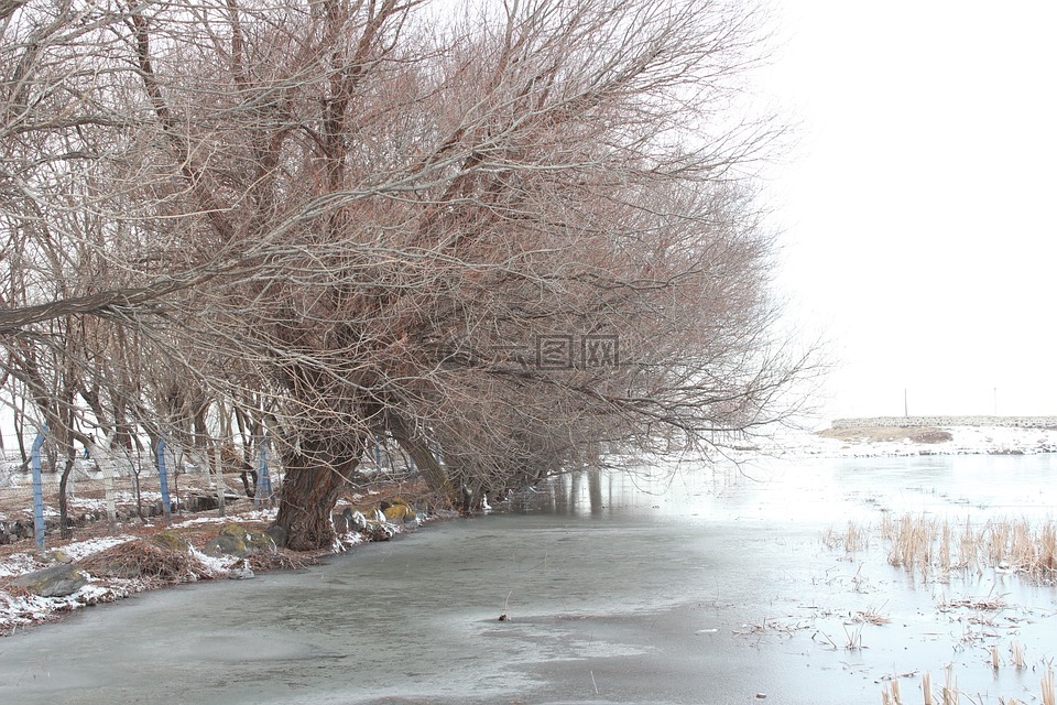 树,冬天,冰