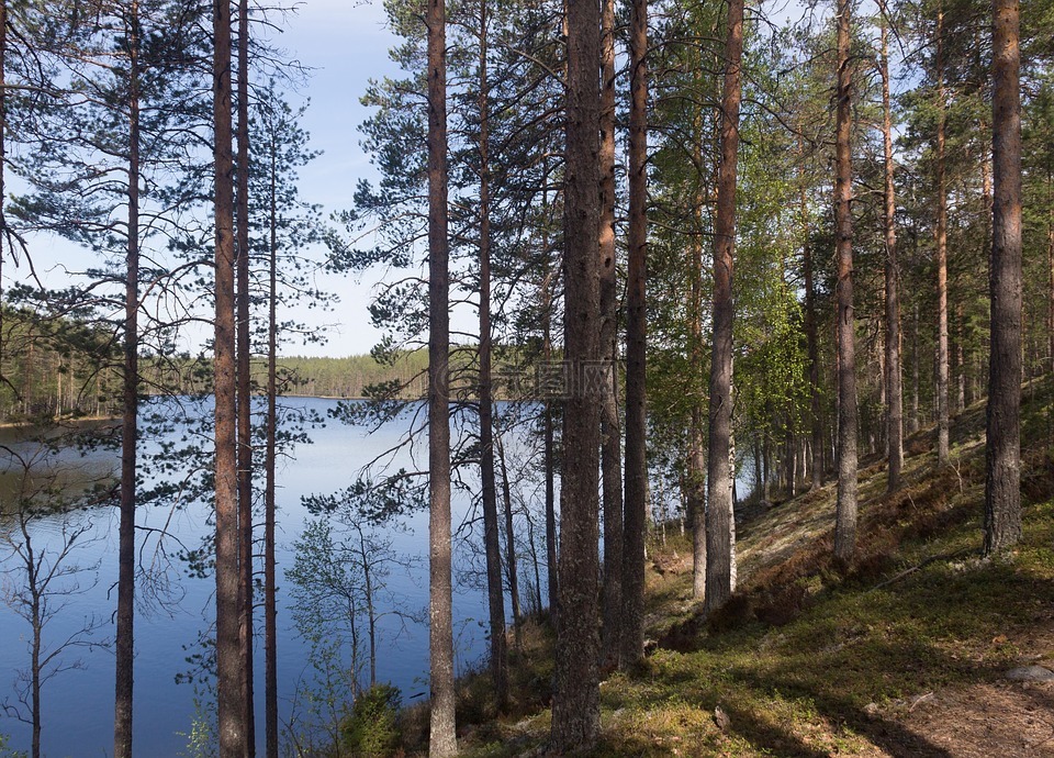 芬兰,森林,岭