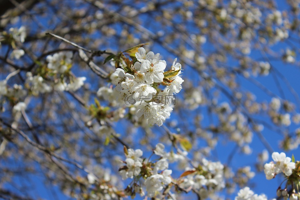 樱桃树,特写花,春天