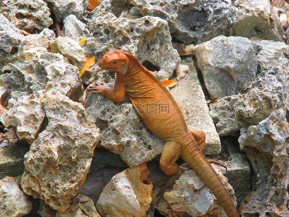 iguanidae,蜥蜴,伊瓜纳