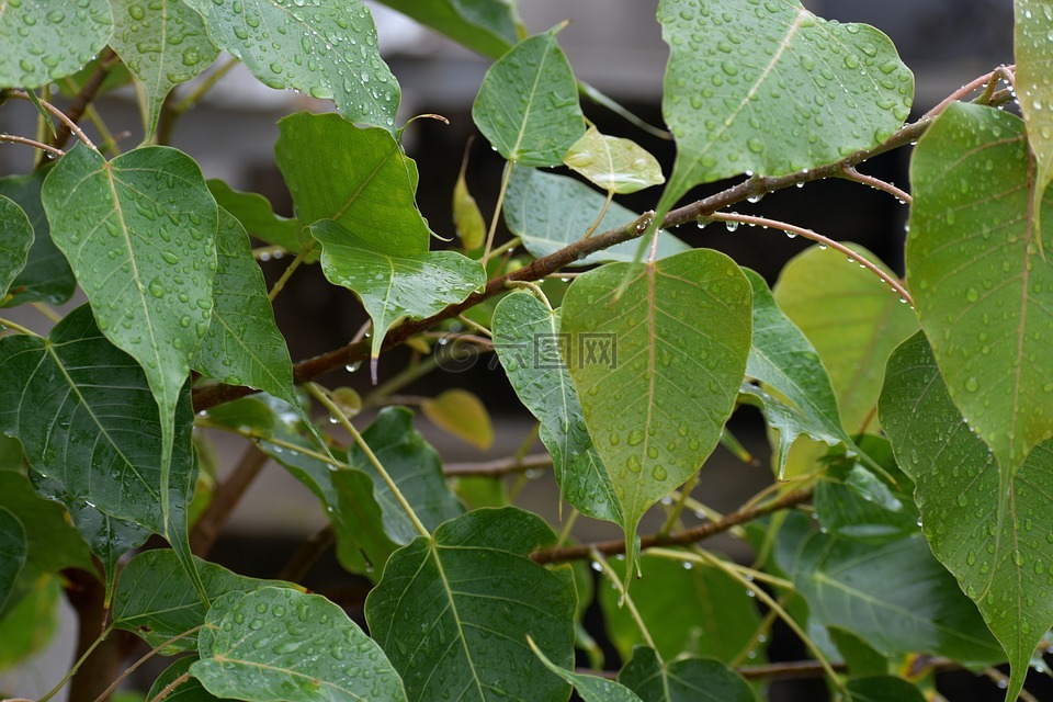 菩提樹葉,雨,雨滴高清圖庫素材免費下載(圖片編號:6609177)-六圖網