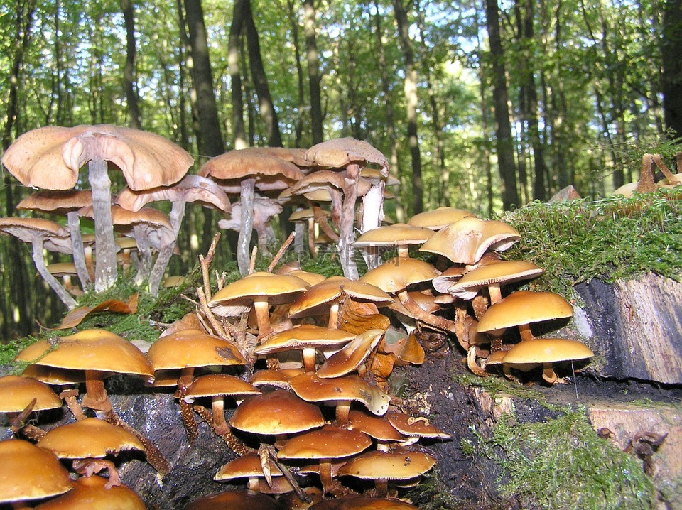 滑菇,蘑菇,森林蘑菇