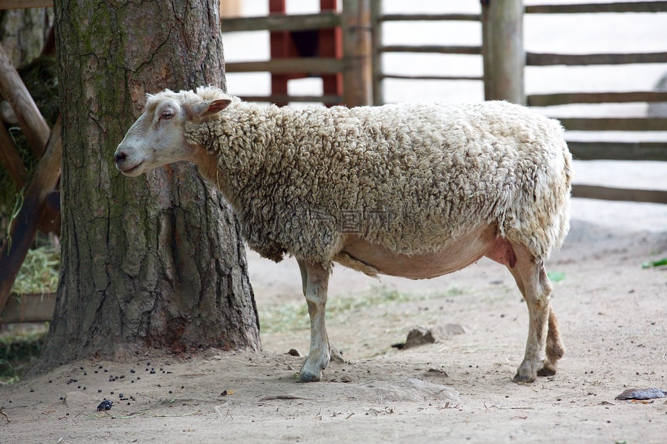 动物,羊圈,羊