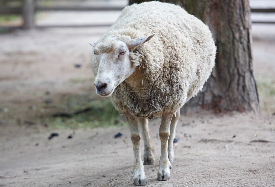 动物,羊圈,羊