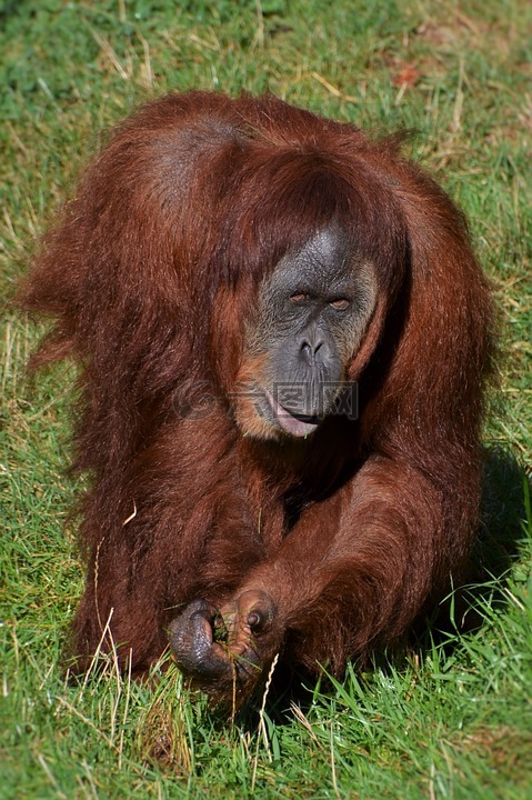 orang 组,猴子,动物园