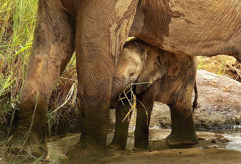 大象小牛,庇护,受保护