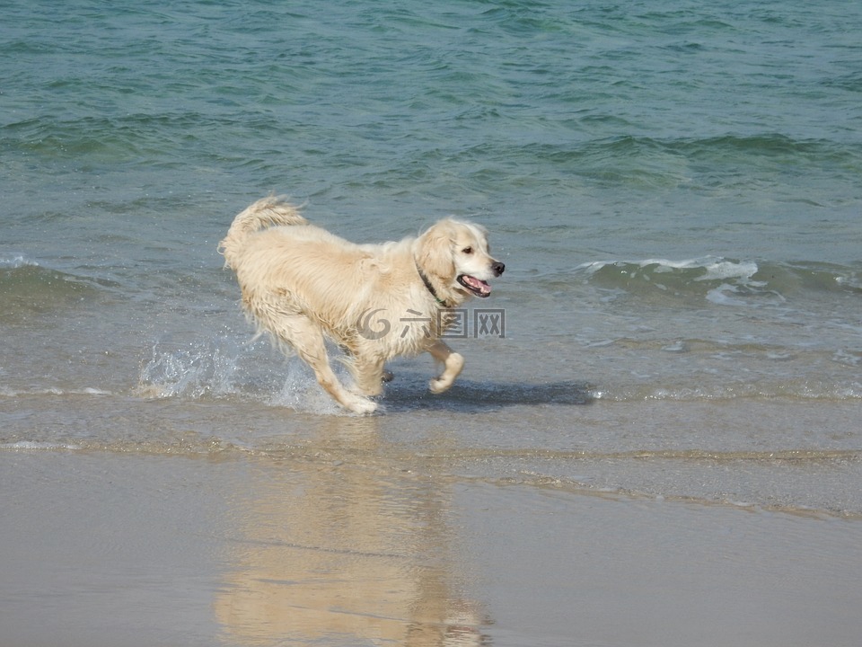 狗,海滩,金毛寻回犬
