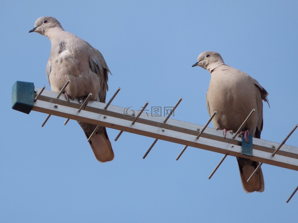 斑鸠,鸟,天线