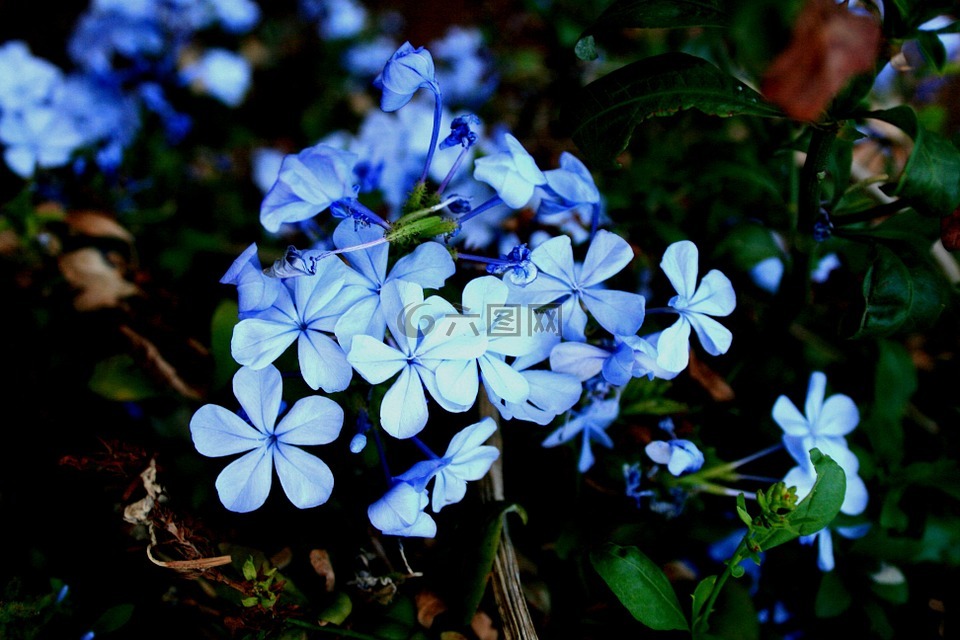 鲜花,bluebush,石墨
