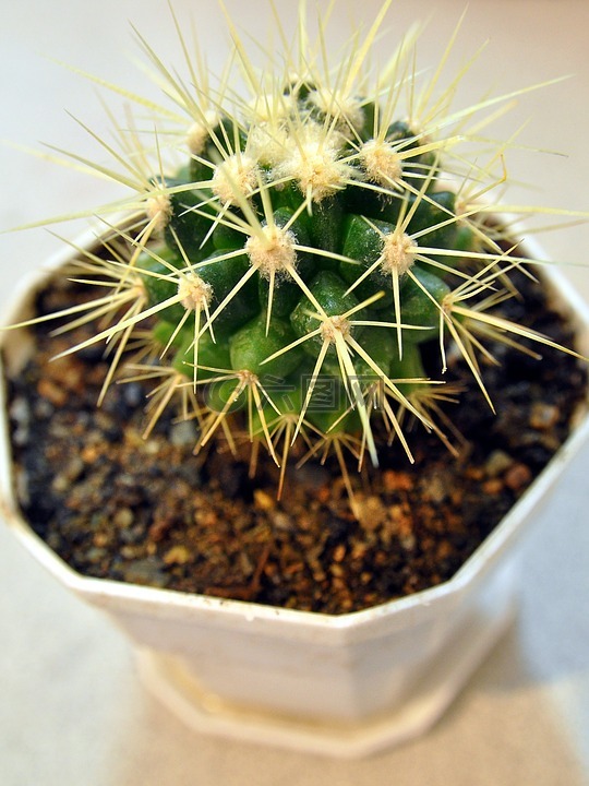 黄金球,echinocactus,金色的仙人球