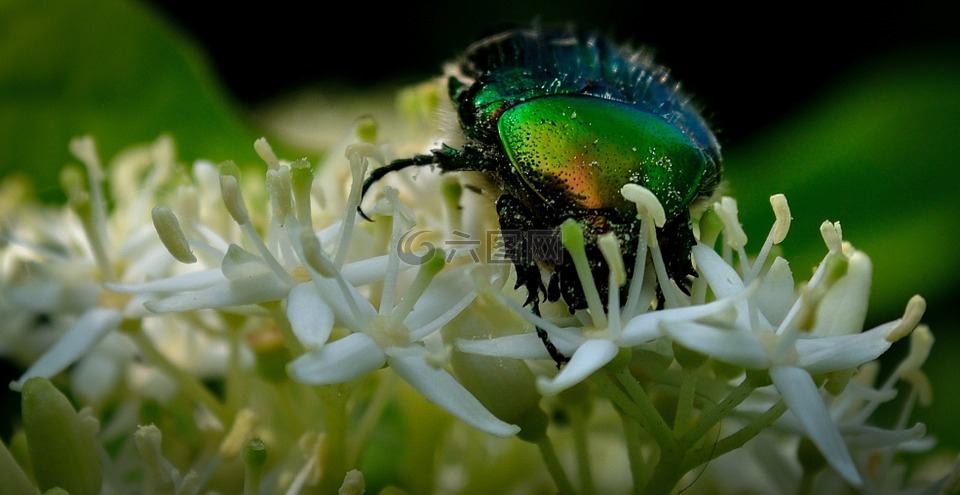 甲虫，昆虫,有光泽,花