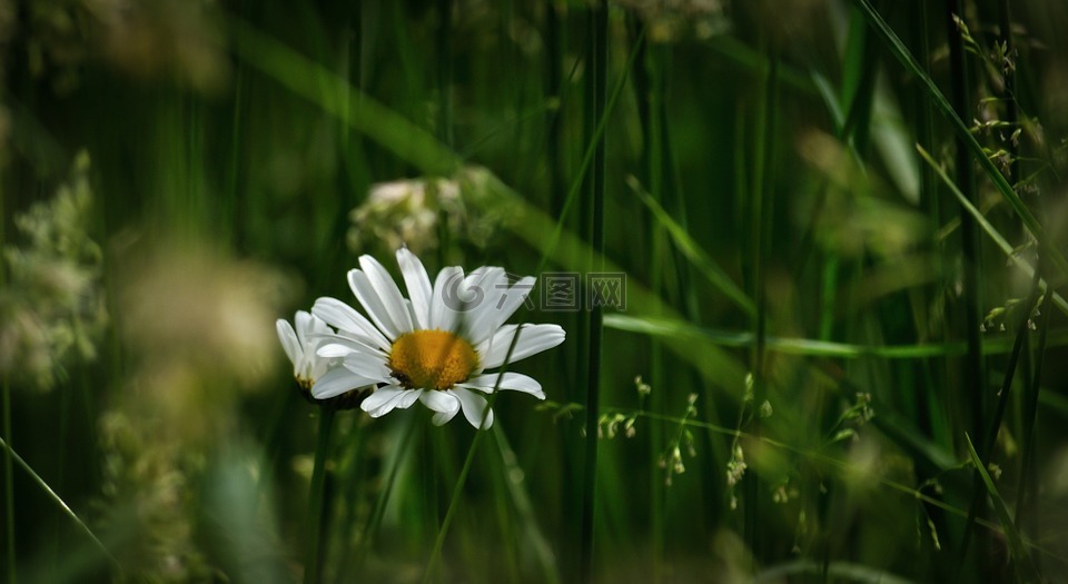 玛格丽特 ·,雏菊,草甸