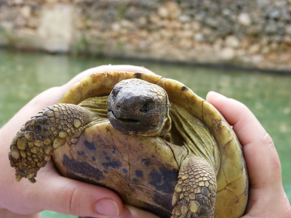 地中海龟,贝利奥拉特,montsant