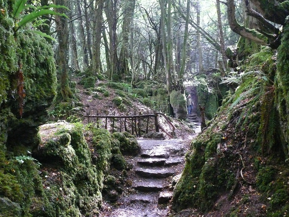 楼梯,森林,神秘