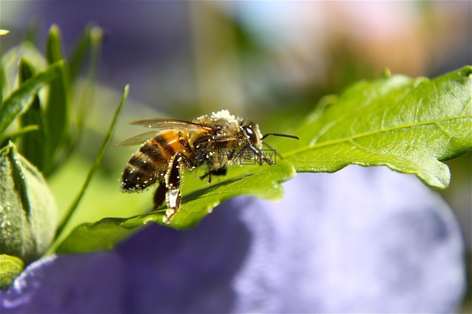 蜜蜂,花粉,芙蓉