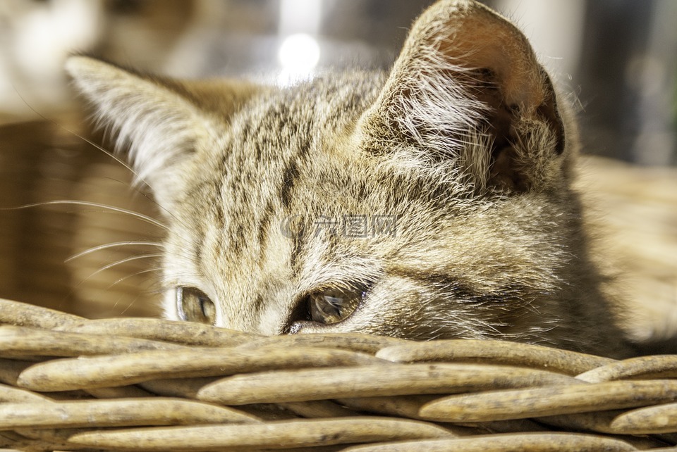 猫 兄弟 动物高清图库素材免费下载 图片编号 六图网