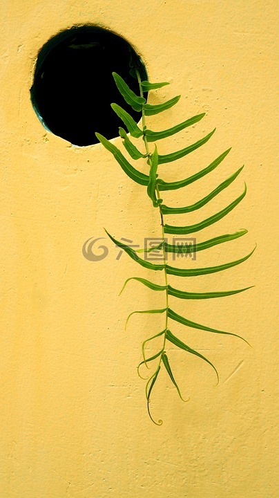 叶子,墙,蕨类植物