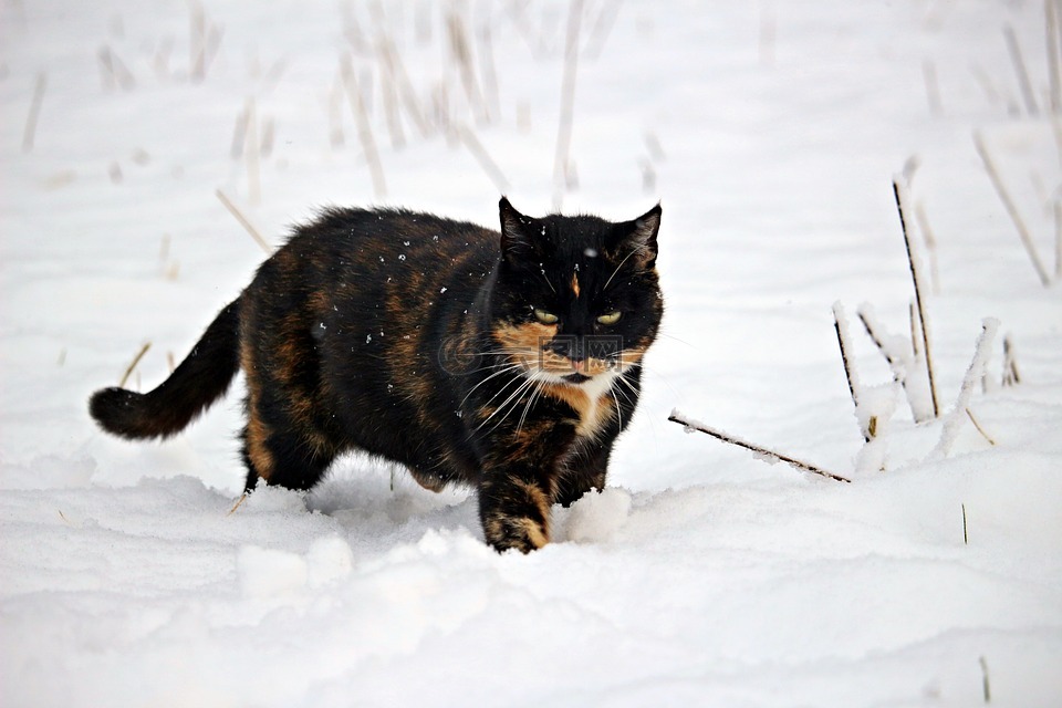 雪,mieze,猫